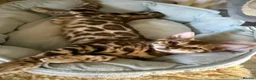 Bengal cats for sale: 🩷 Stunning TICA ✨ Health tested Bengal kitten  - Advert 2