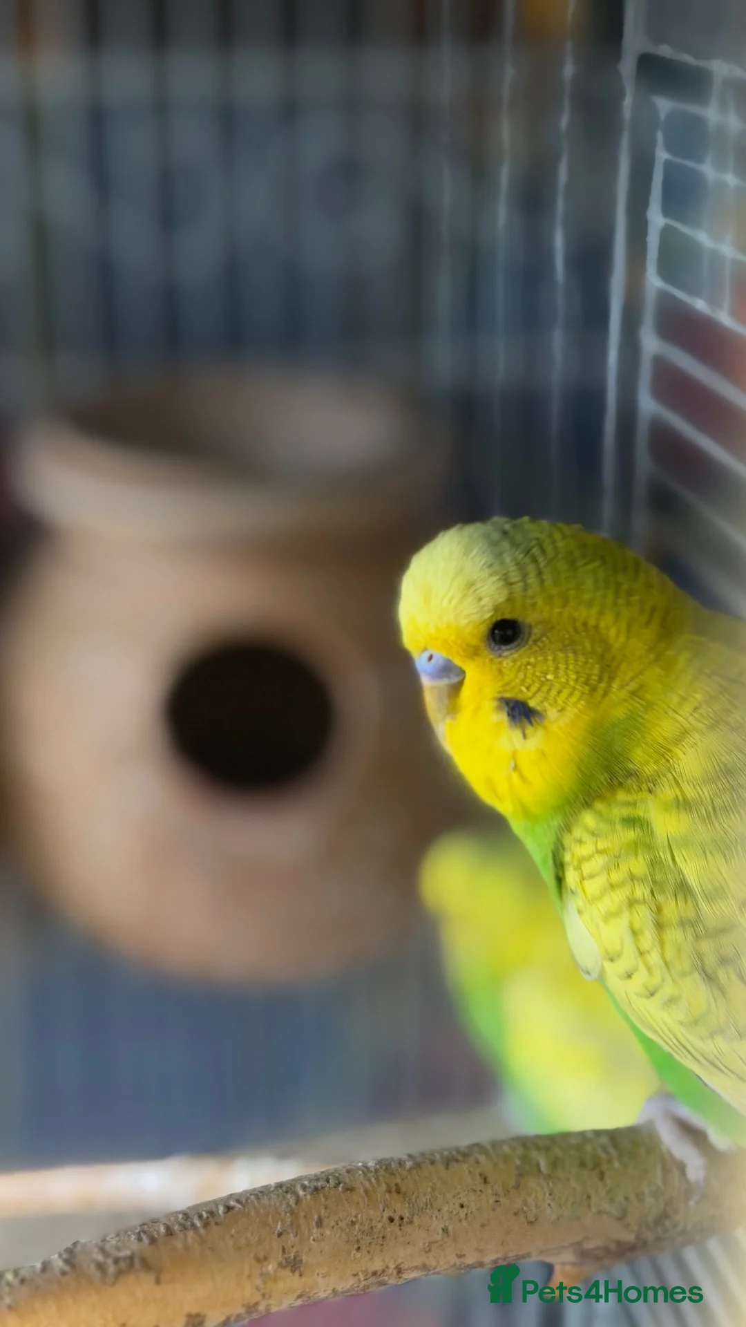 Budgerigars birds for sale: Budgerigar - Advert 2
