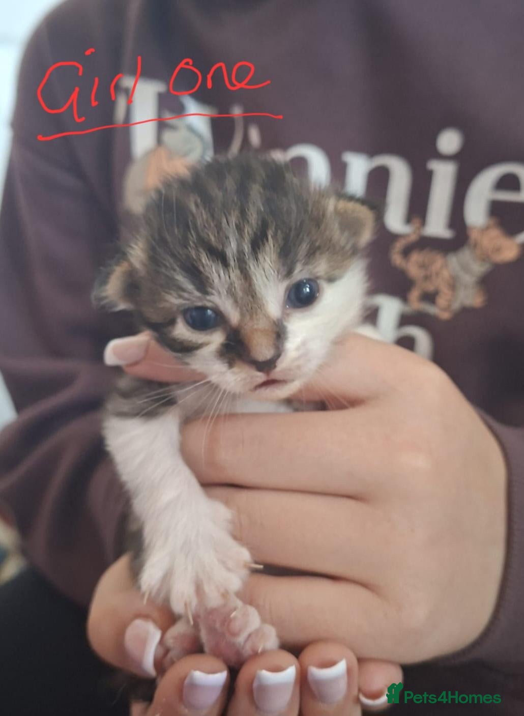 Mixed Breed cats Long haired kittens - Advert 5