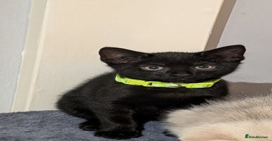Mixed Breed cats - Advert 8