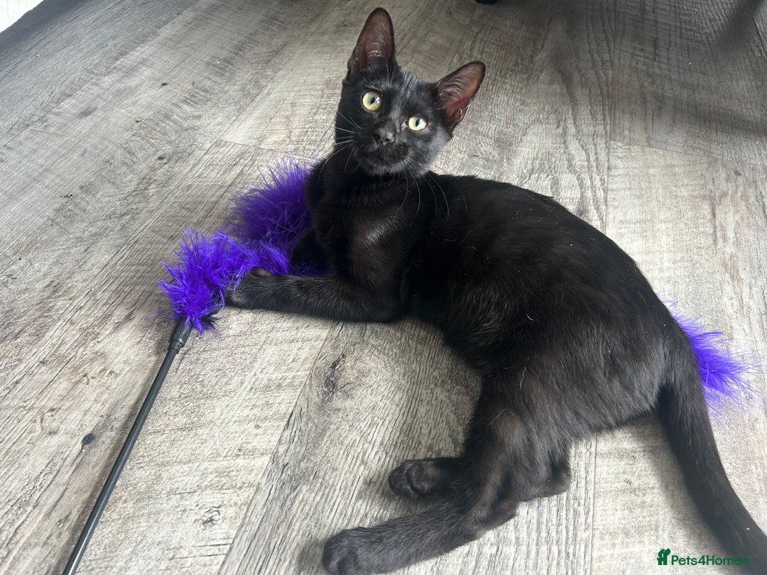 Bengal cats for sale: Two adorable Blue/Melanistic Bengal Kittens TICA  in Benfleet - Image 24