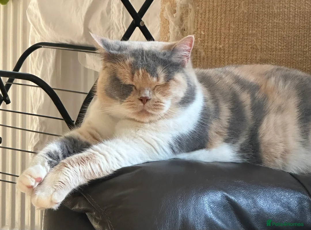 British Shorthair cats for sale: Nelly and Honey looking for forever home  - Advert 3