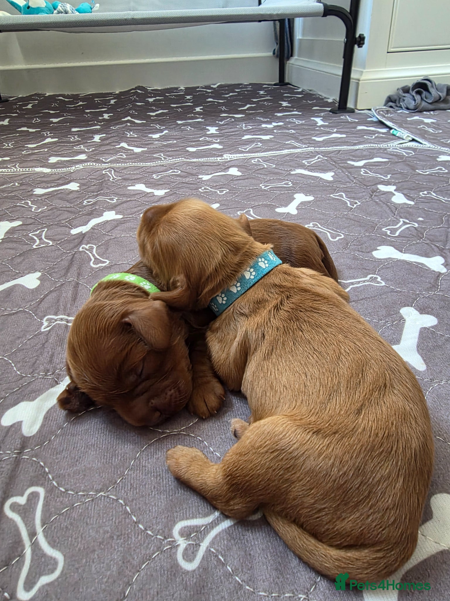 Cockapoo dogs for sale: Cockapoo puppies in Dereham - Advert 13