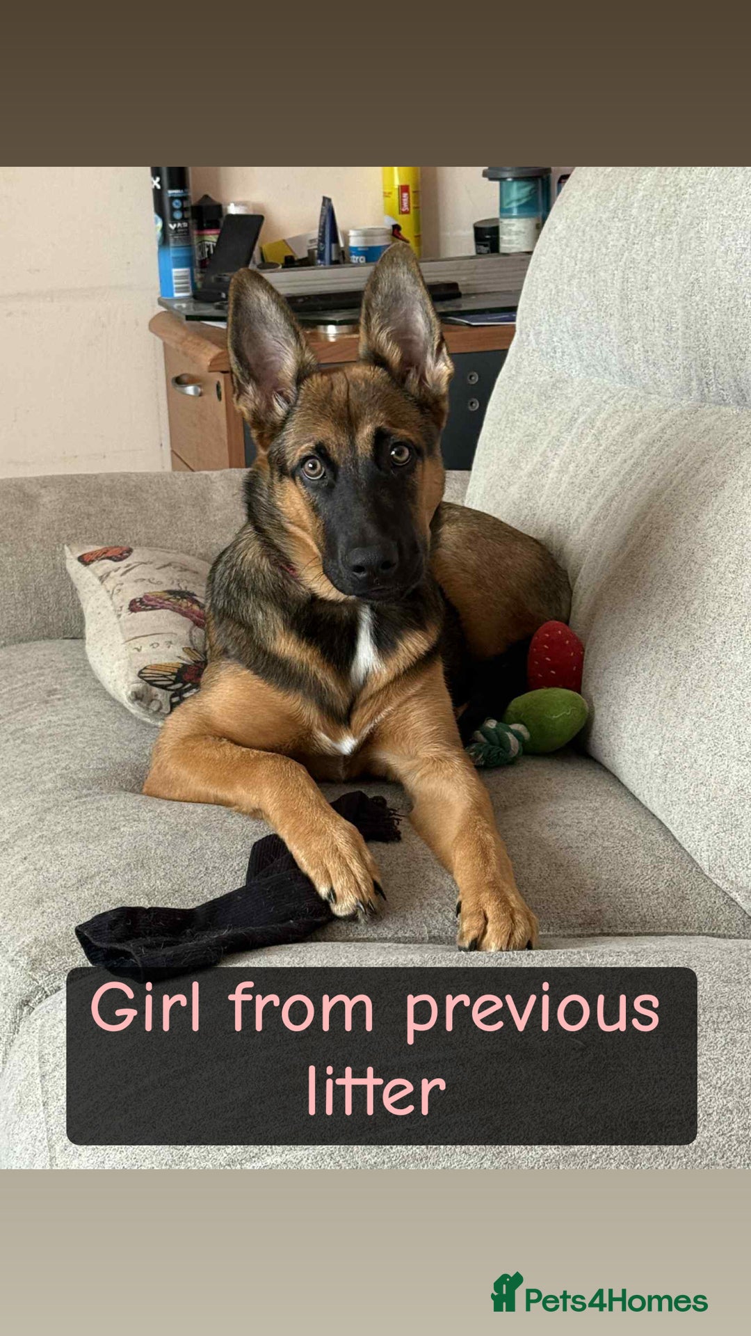Shepsky dogs for sale: 9 beautiful Shepsky puppies in Doncaster - Advert 15