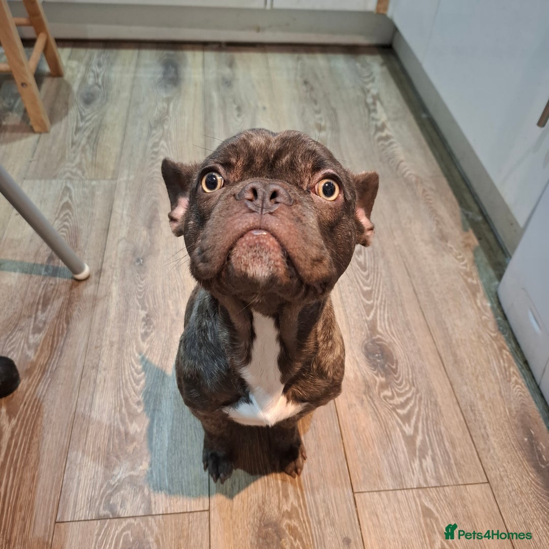 French Bulldog dogs for sale: Loving home needed - Image 2