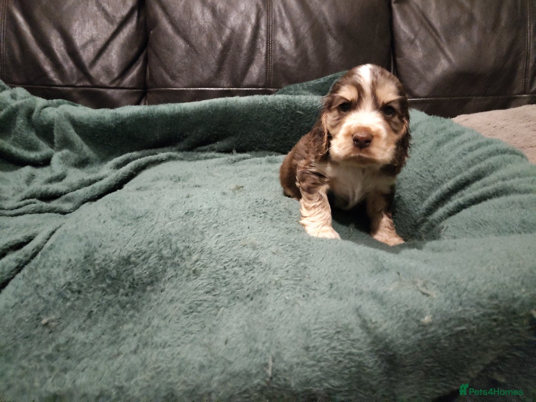 Cocker Spaniel dogs for sale: Cocker Spaniel Show Type KC (Simberwood)  - Image 5
