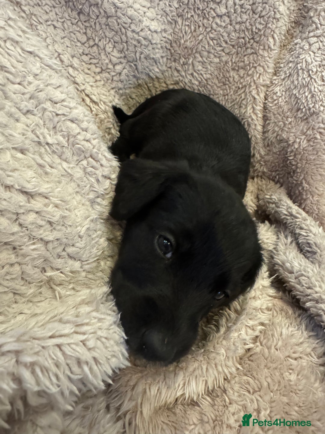 Mixed Breed dogs for sale: Cockerpoo cross lab pupies - Advert 5