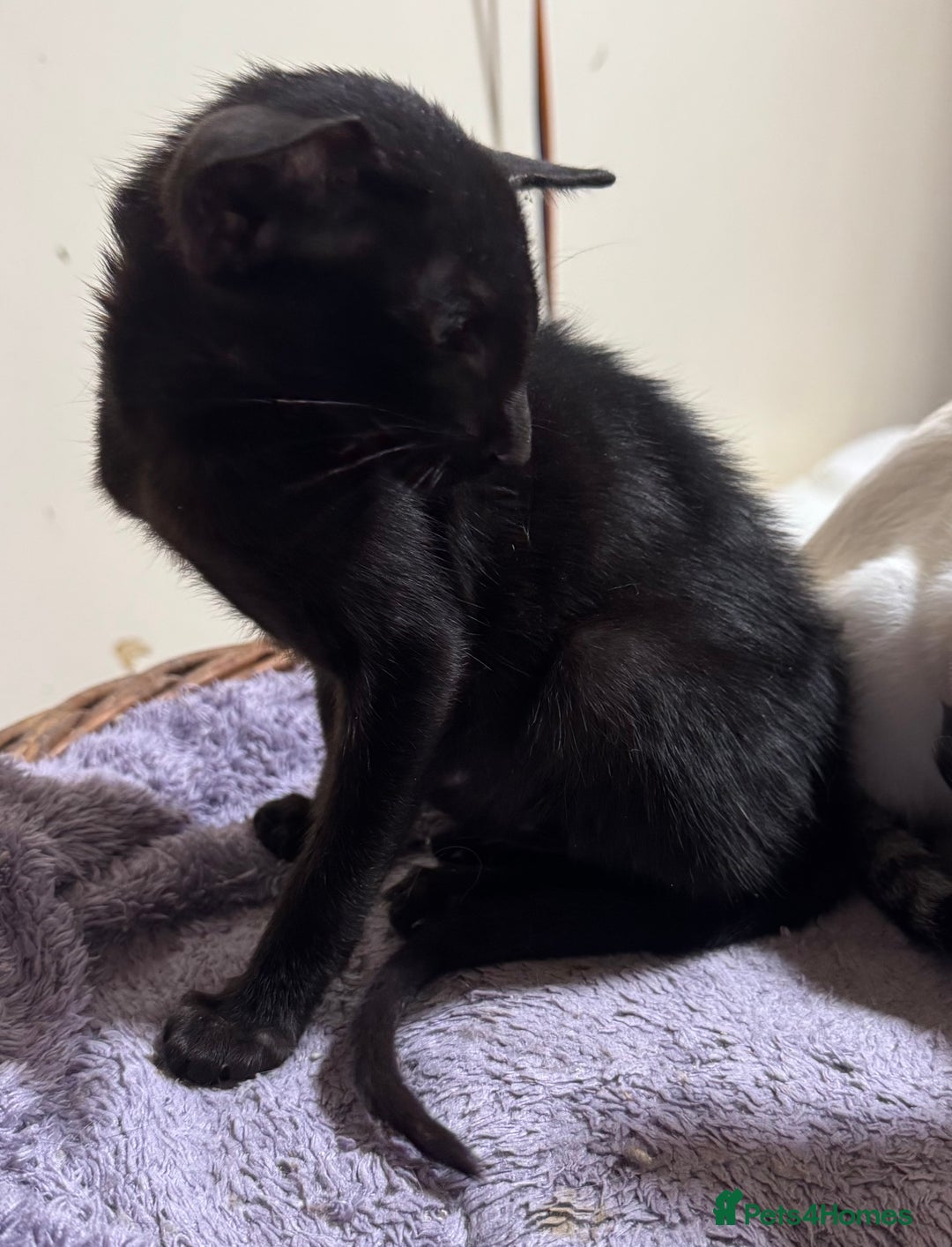 Oriental cats for sale: Pedigree Black Oriental kitten - Advert 2