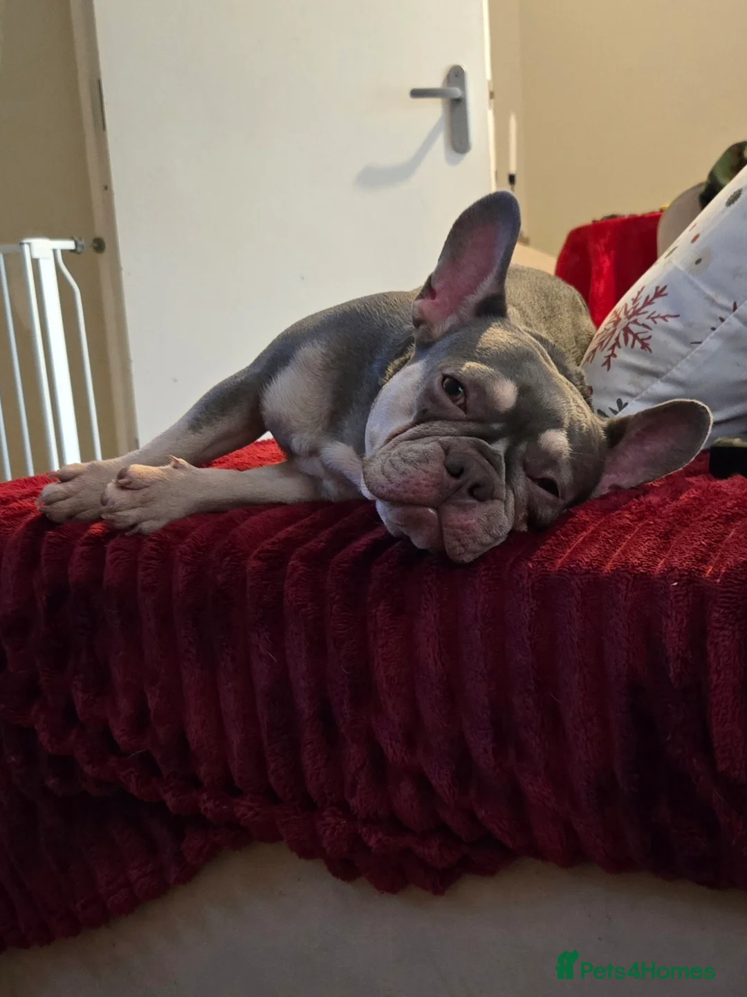 French Bulldog dogs for sale: Kc registered Micro frenchie lilac and tan  - Advert 3
