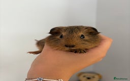 Guinea Pig rodents for sale: baby guinea pigs  - Image 6