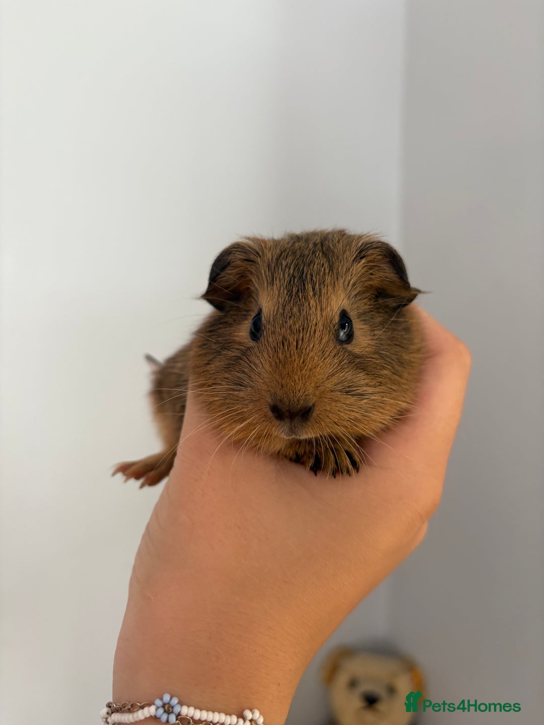 Guinea Pig rodents for sale: baby guinea pigs  - Image 6