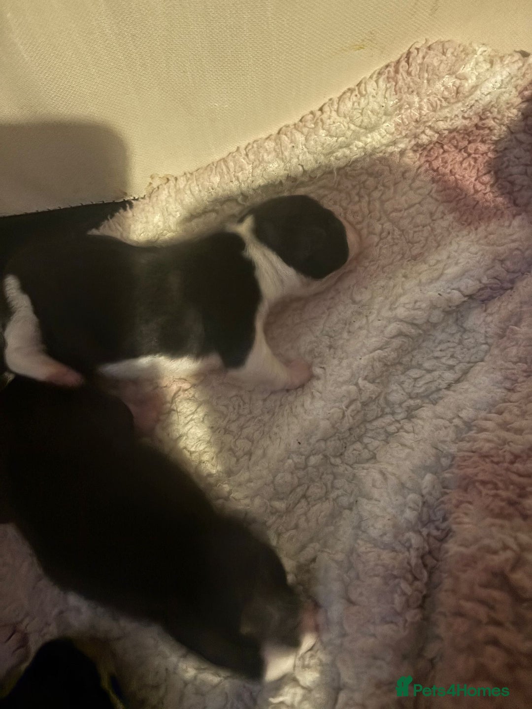 Jack Russell dogs for sale: Jack Russel pups - Advert 11