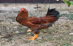 Chickens poultry for sale: Male and female chicken for sale  - Image 1