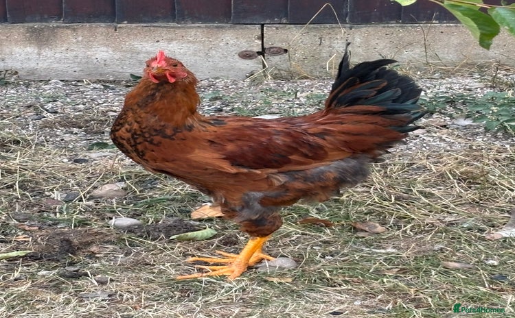 Chickens poultry - Advert 2