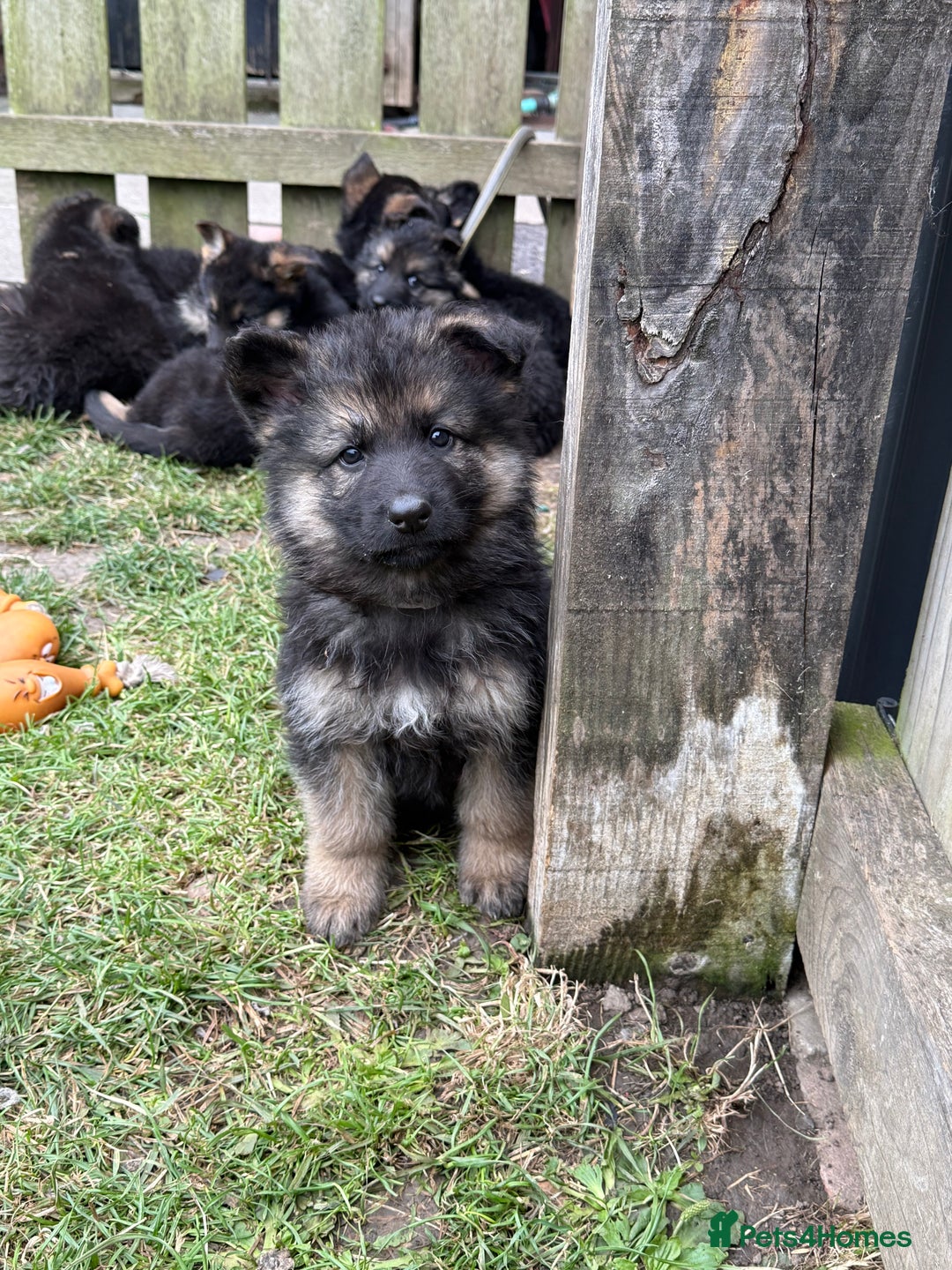 German Shepherd dogs for sale: Ready to leave 🐾 GSD Puppies - Image 35