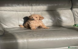 Toy Poodle dogs for sale: Beautiful Toy Poodle Puppy - Advert 9