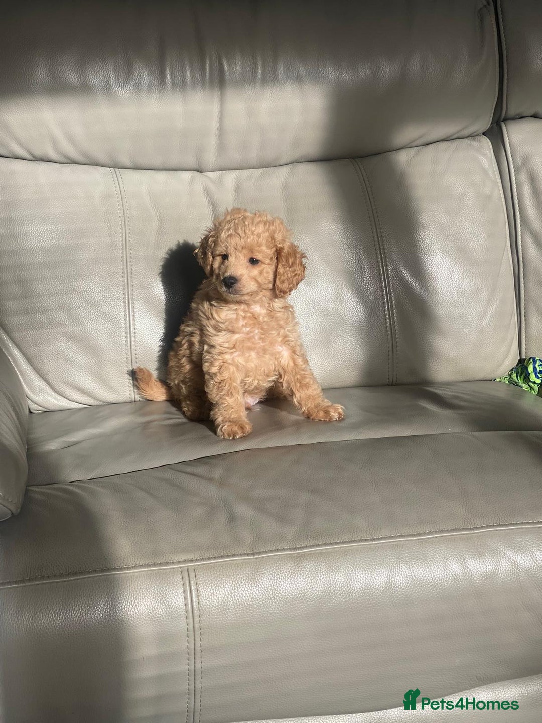 Toy Poodle dogs for sale: Beautiful Toy Poodle Puppy - Advert 9