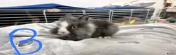 Lionhead rabbits for sale: BEAUTIFUL LIONHEAD BABY RABBITS * READY TO GO * - Advert 19