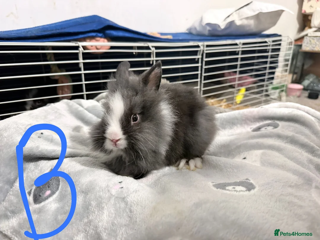 Lionhead rabbits for sale: BEAUTIFUL LIONHEAD BABY RABBITS * READY TO GO * - Advert 19