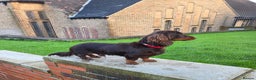 Miniature Dachshund dogs for stud: Kc registered Long-haired mini dachshund stud - Advert 6