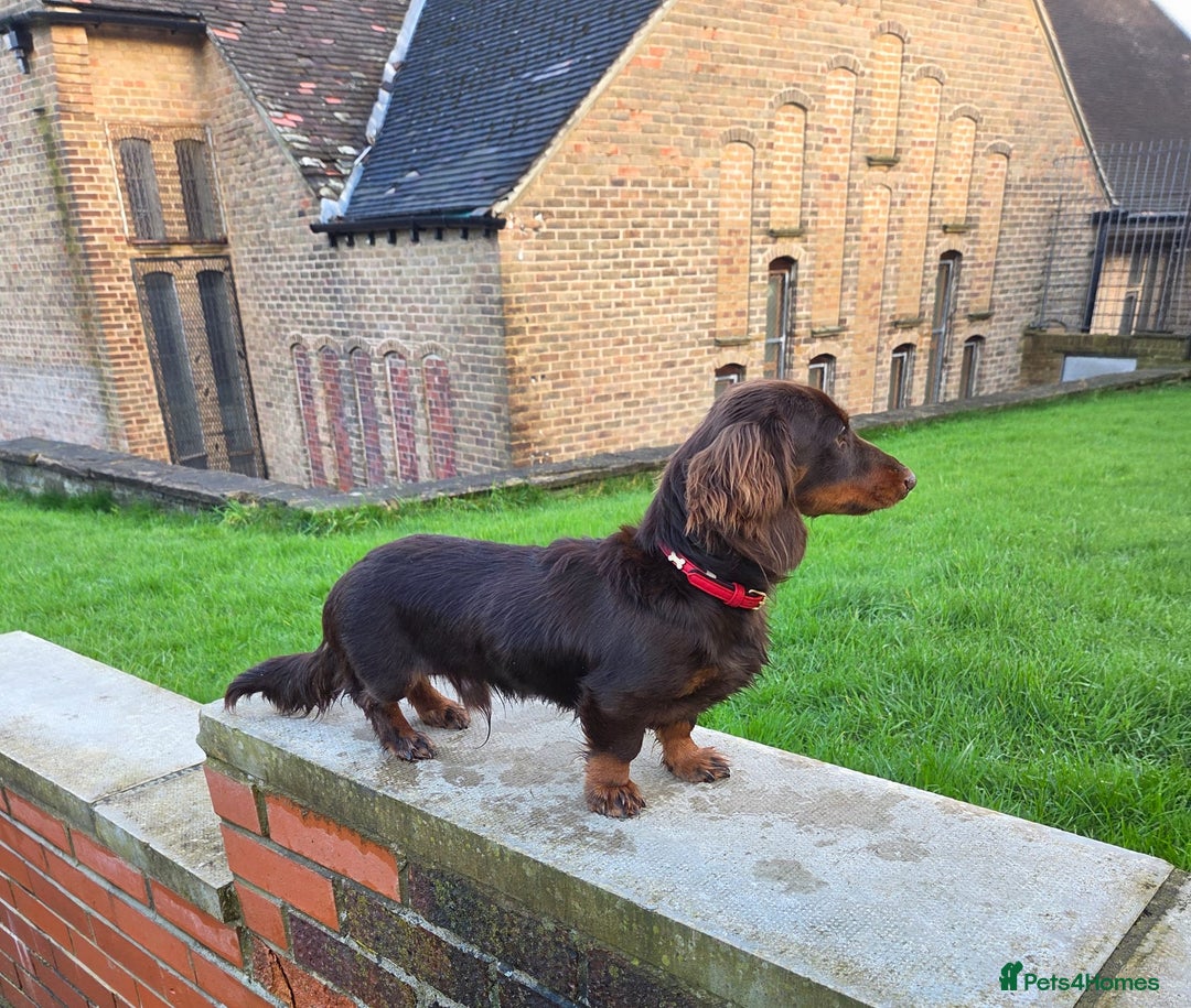 Miniature Dachshund dogs for stud: Kc registered Long-haired mini dachshund stud - Advert 6