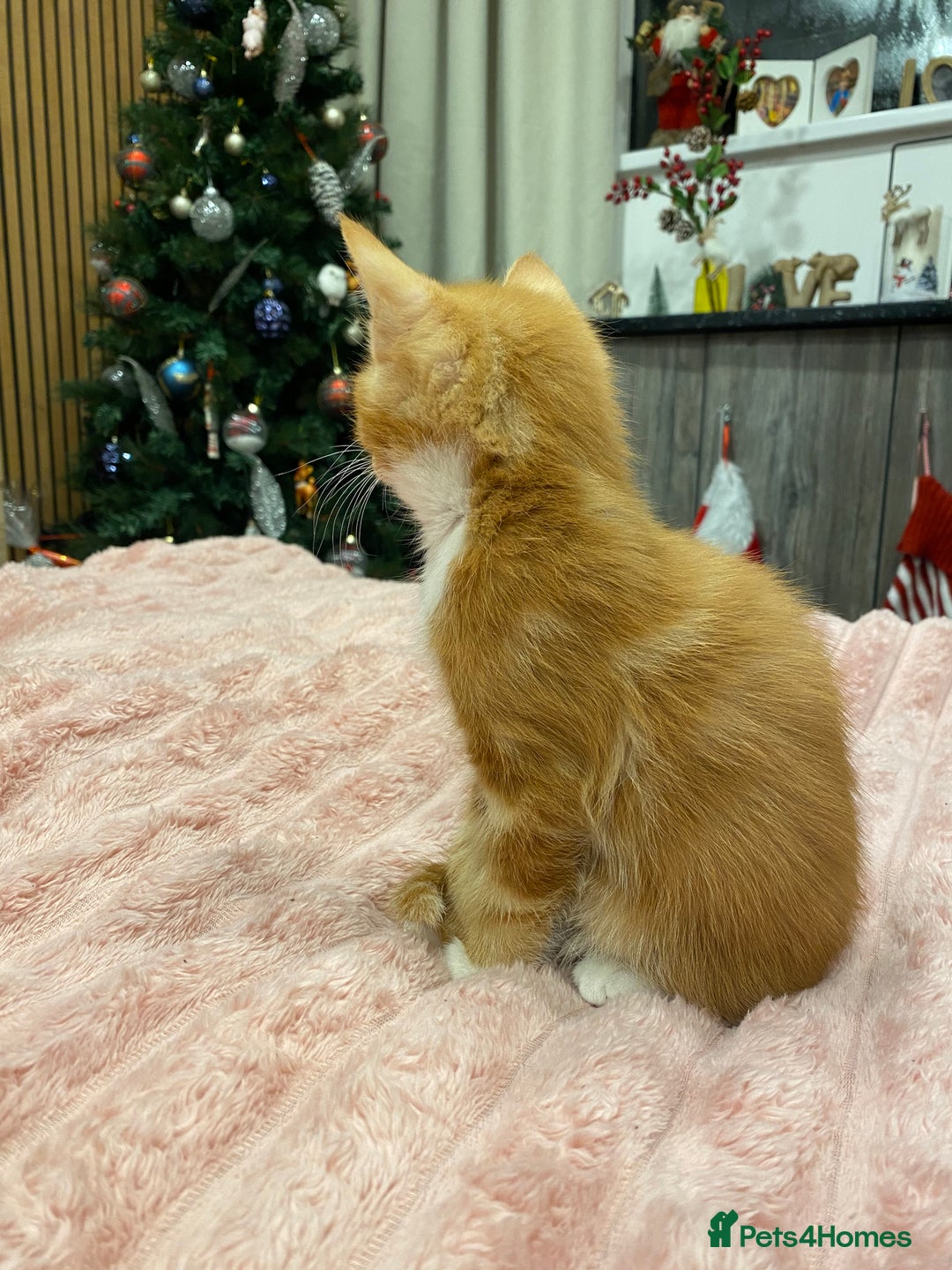 Mixed Breed cats for sale: 5 lovely kittens for sale - Advert 15