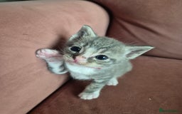 Ragdoll cats for sale: Ragdoll Kittens Gateshead - Image 5