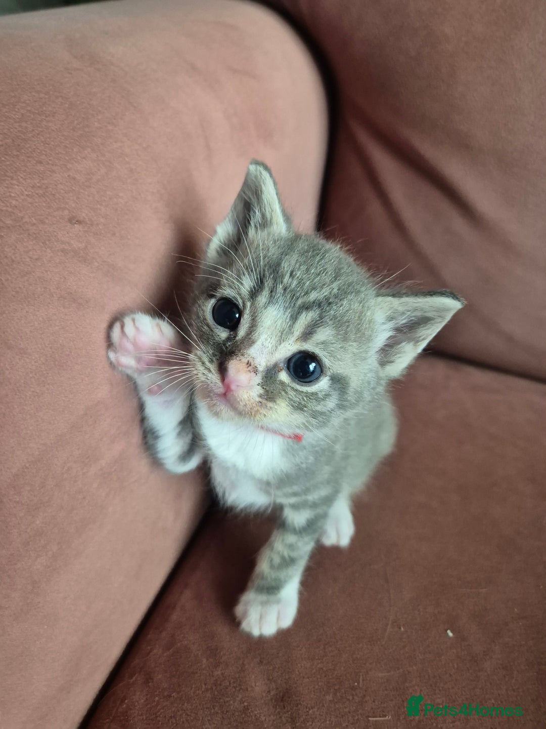 Ragdoll cats for sale: Ragdoll Kittens Gateshead - Image 5