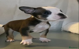 English Bulldog dogs for sale: KC registered English Bulldog Puppies  - Image 20