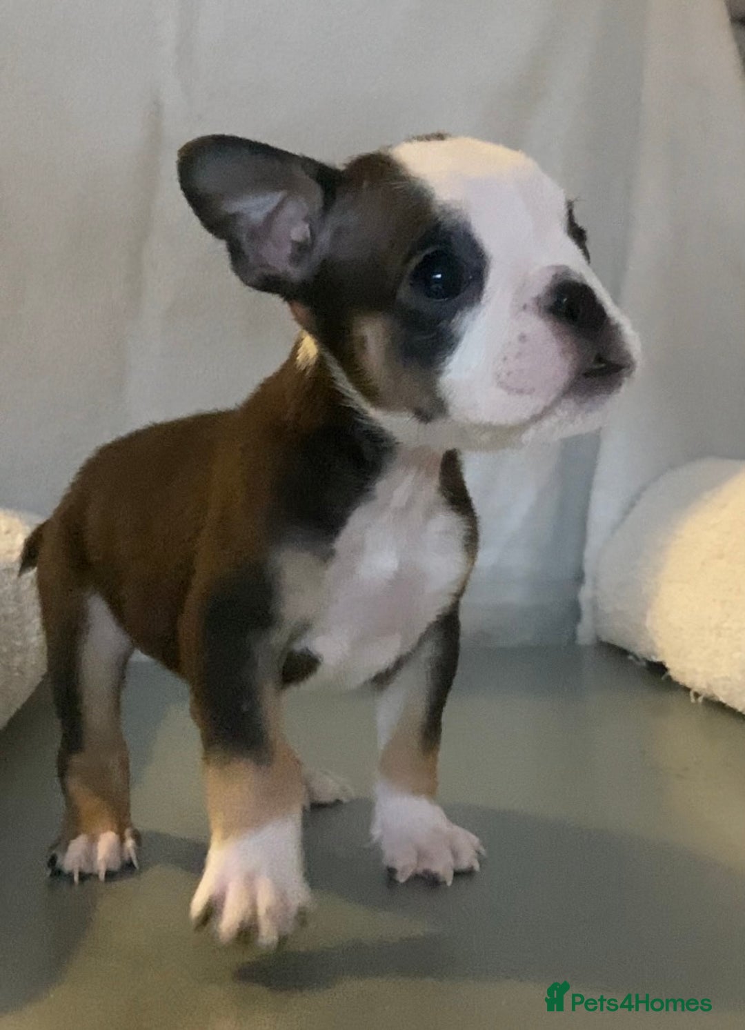 English Bulldog dogs for sale: KC registered English Bulldog Puppies  - Image 20