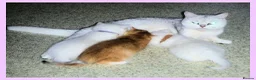 British Shorthair cats for sale: GCCF Regd Tipped British Short Hair Females - Advert 2