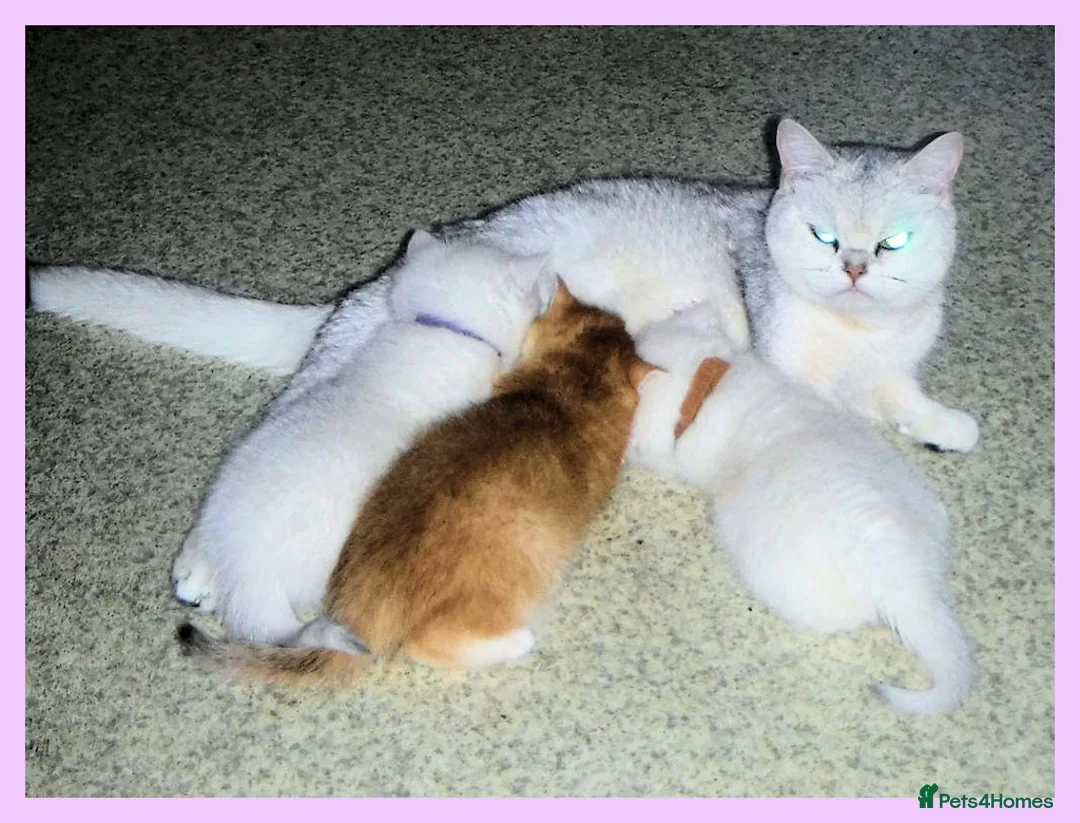 British Shorthair cats for sale: GCCF Regd Tipped British Short Hair Females - Advert 2