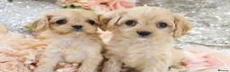 Cavapoo dogs for sale: Health Tested Cavapoo Puppies - Advert 22