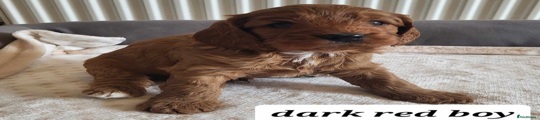 Cavapoo Puppy 1