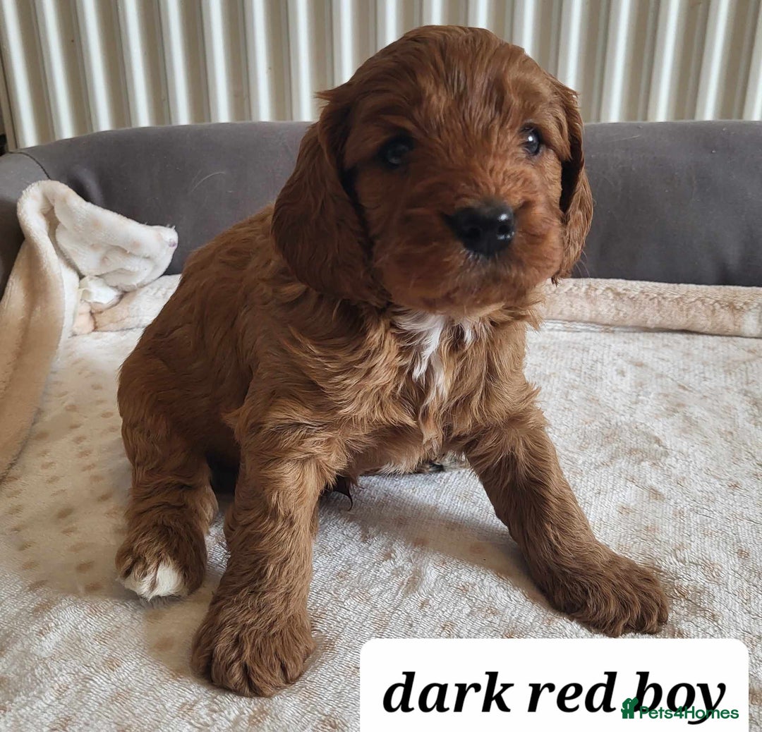 Cavapoo dogs for sale: QUALITY F1 CAVAPOO PUPS - HEALTH TESTED - Image 2