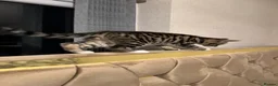 Bengal cats for sale: Beautiful Bengal × British Shorthair Kittens in Huddersfield - Advert 8