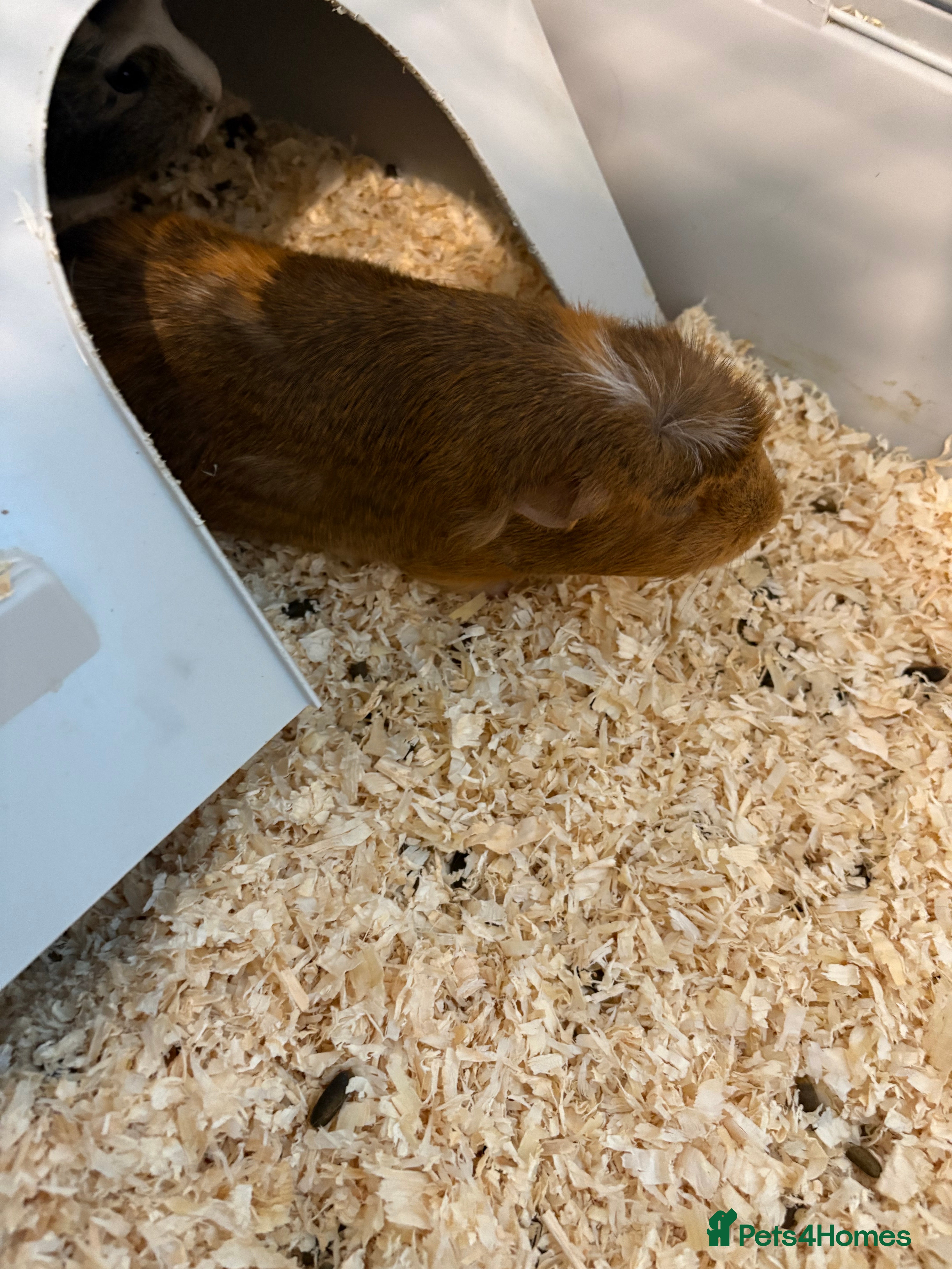 Guinea Pig rodents 4 Female Guinea Pigs - Advert 13