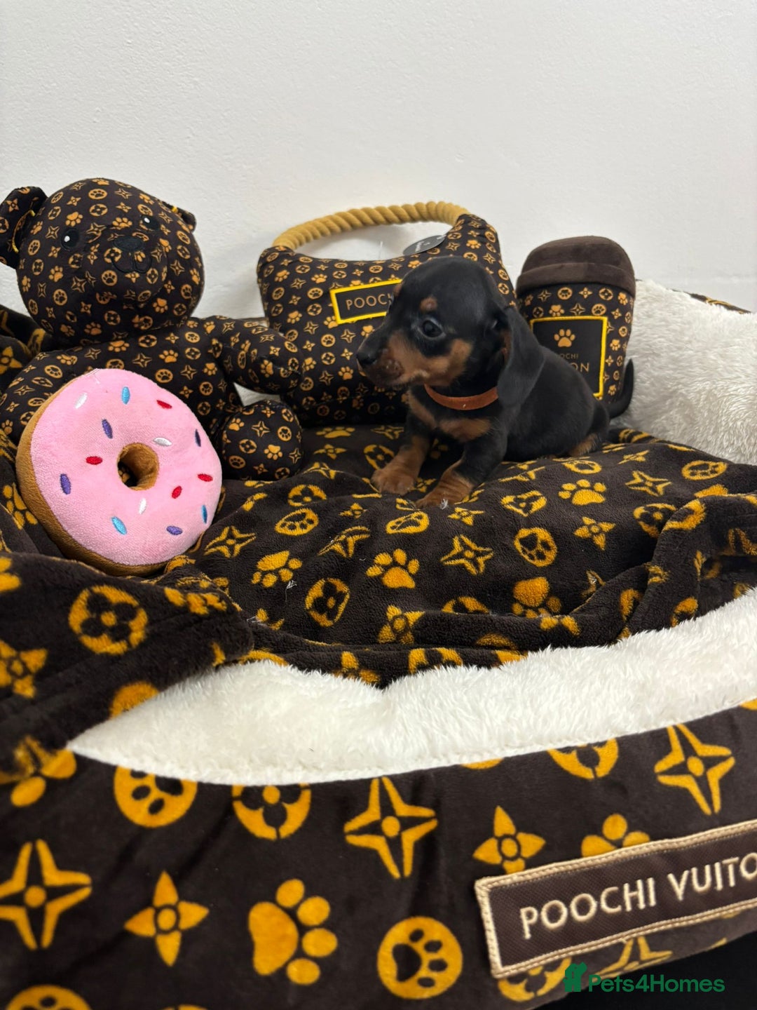 Miniature Dachshund dogs for sale: beautiful miniature dachshund puppies available  - Advert 10