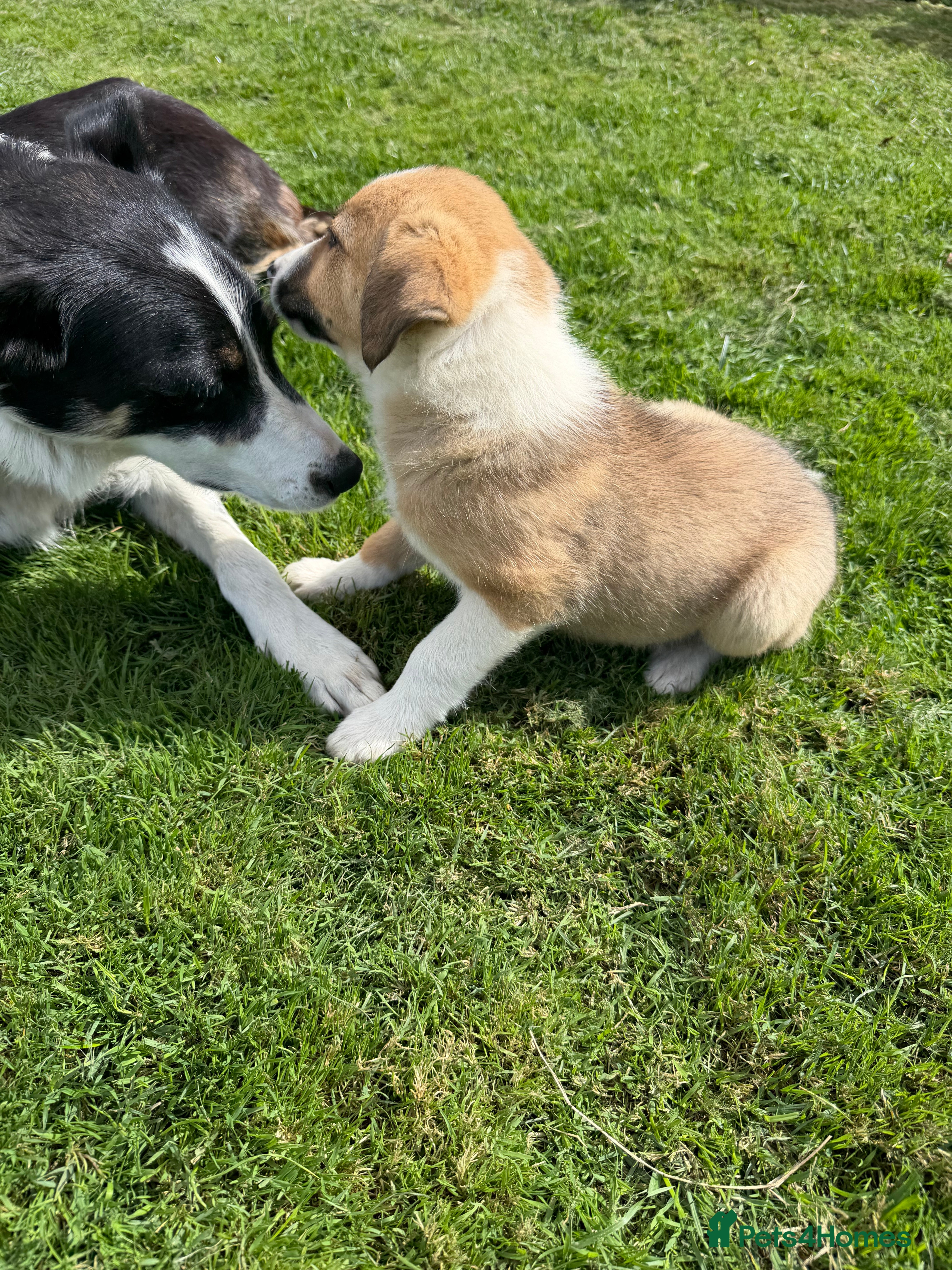 Border Collie dogs Border collie pups for sale - Advert 2