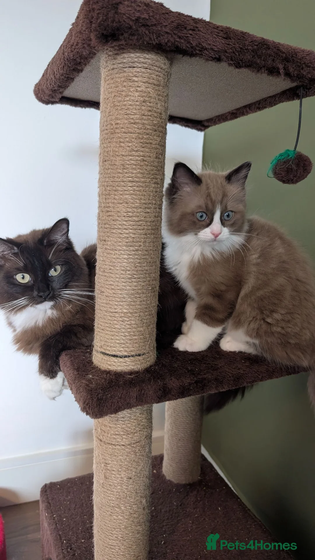 Ragdoll cats for sale: Ragdoll Kittens MINK Boy left now - Advert 2