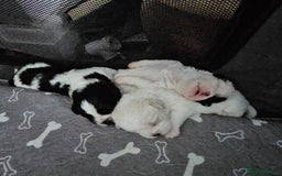 Shihpoo dogs for sale: Shihpoo puppies in Devon ... we've arrived!  - Image 1