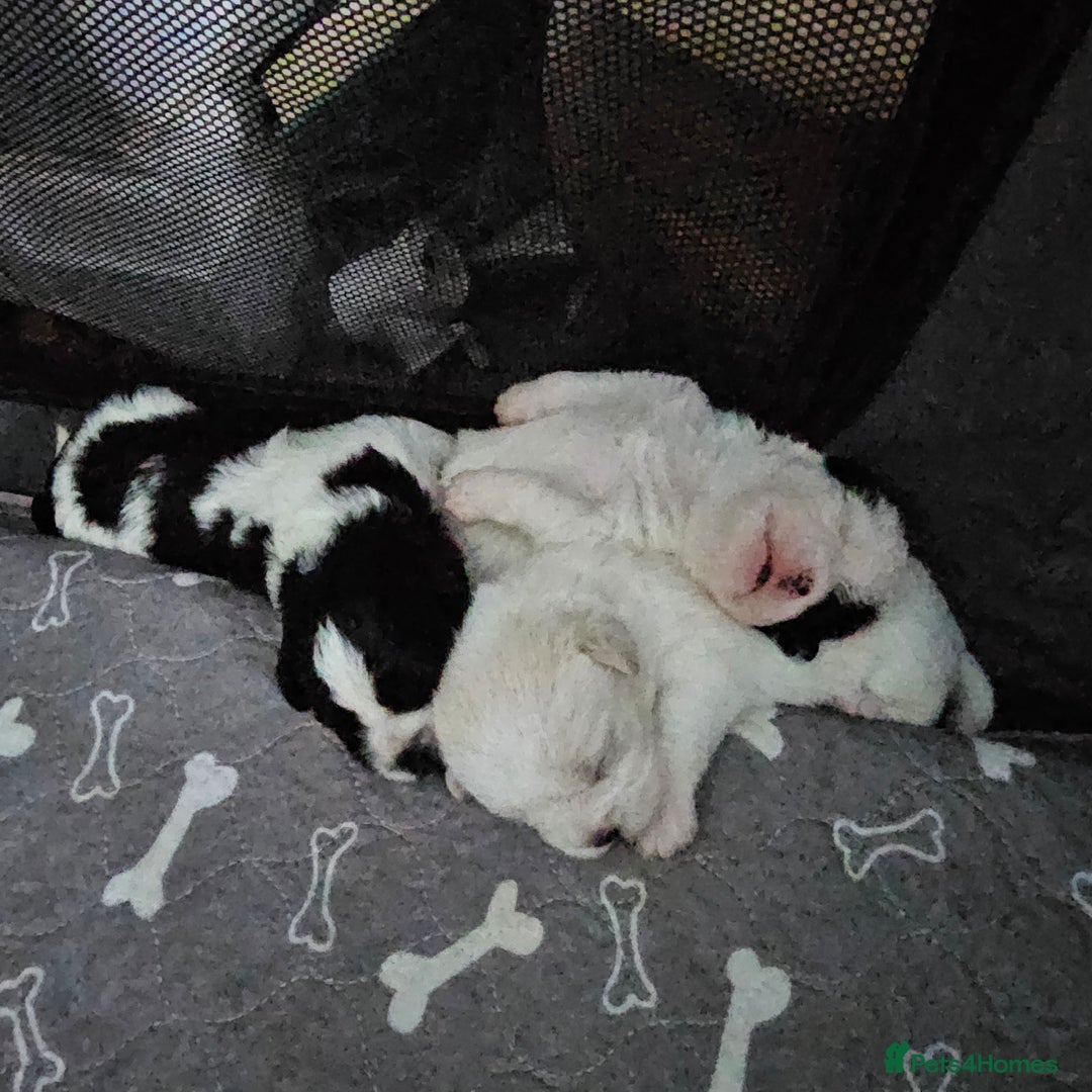 Shihpoo dogs for sale: Shihpoo puppies in Devon ... we've arrived!  - Image 1