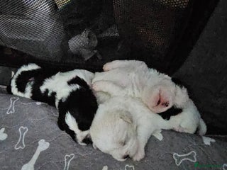 Shihpoo dogs - Advert 9