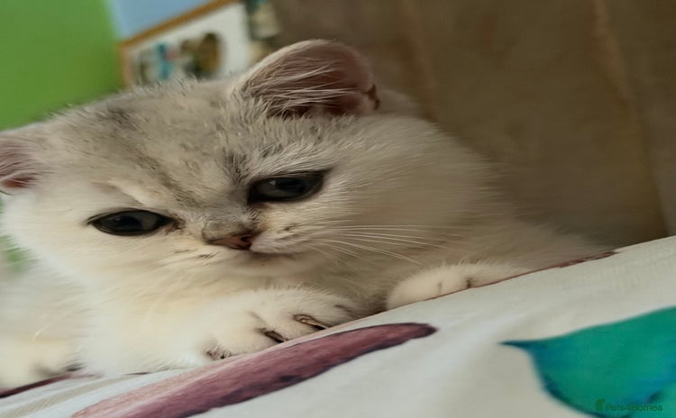 British Shorthair cats - Advert 12