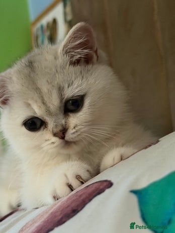 British Shorthair cats - Advert 12