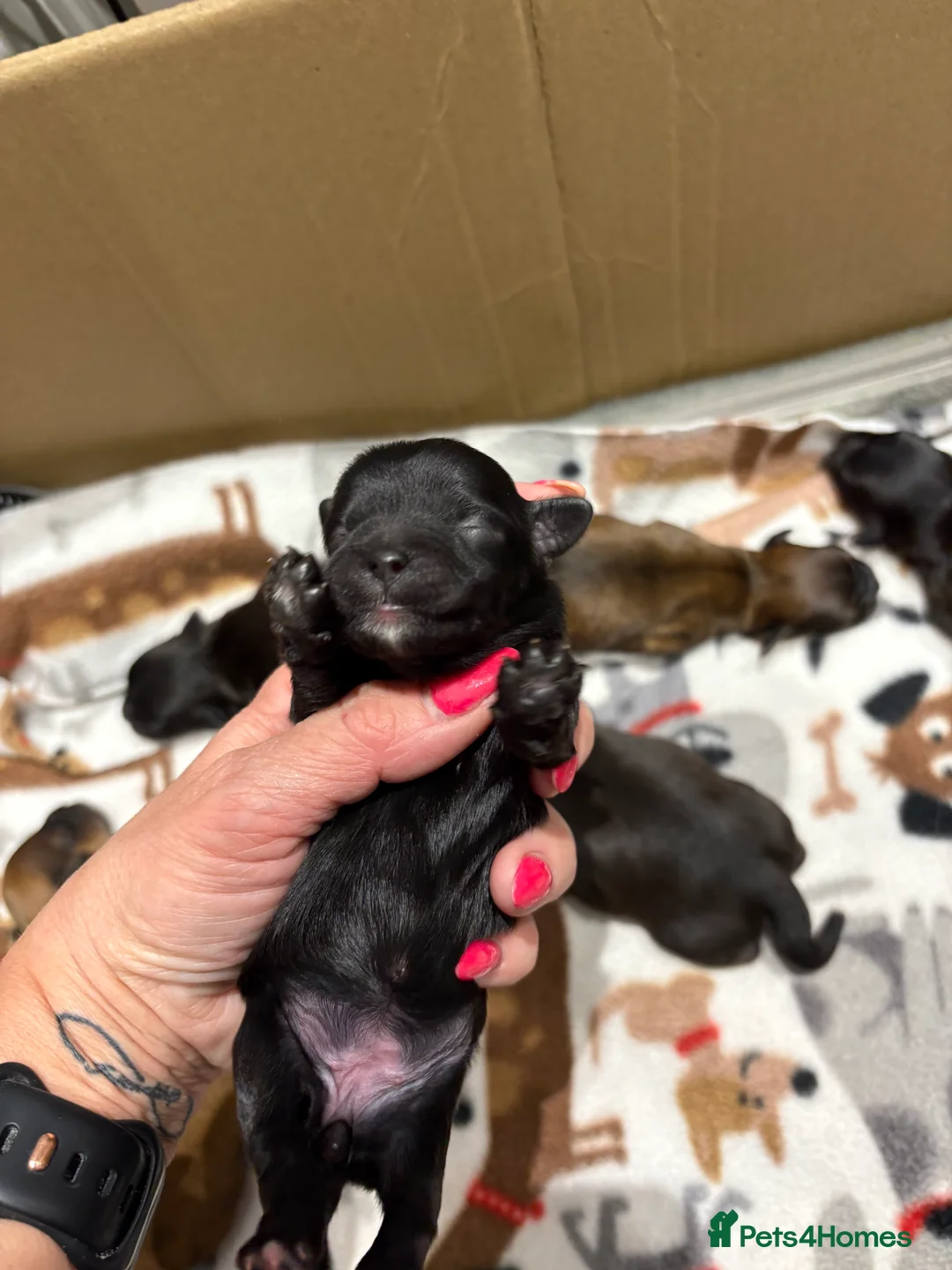 Shihpoo dogs for sale: Shihpoo f1 puppies  🩷🩷 - Advert 10