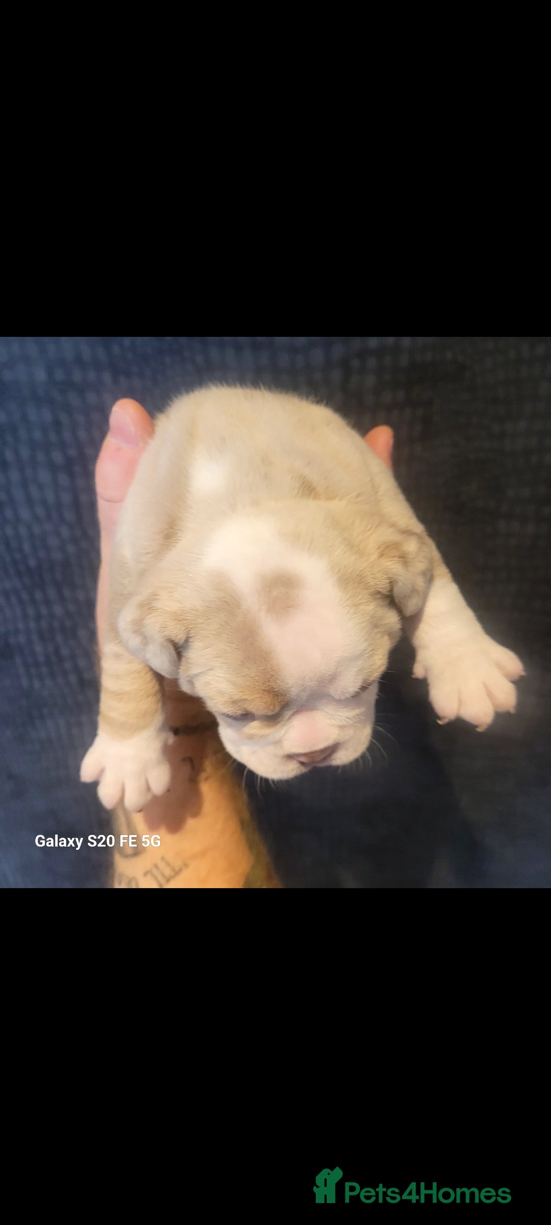 Olde English Bulldogge dogs for sale: Old English Bulldog Puppies - Image 38