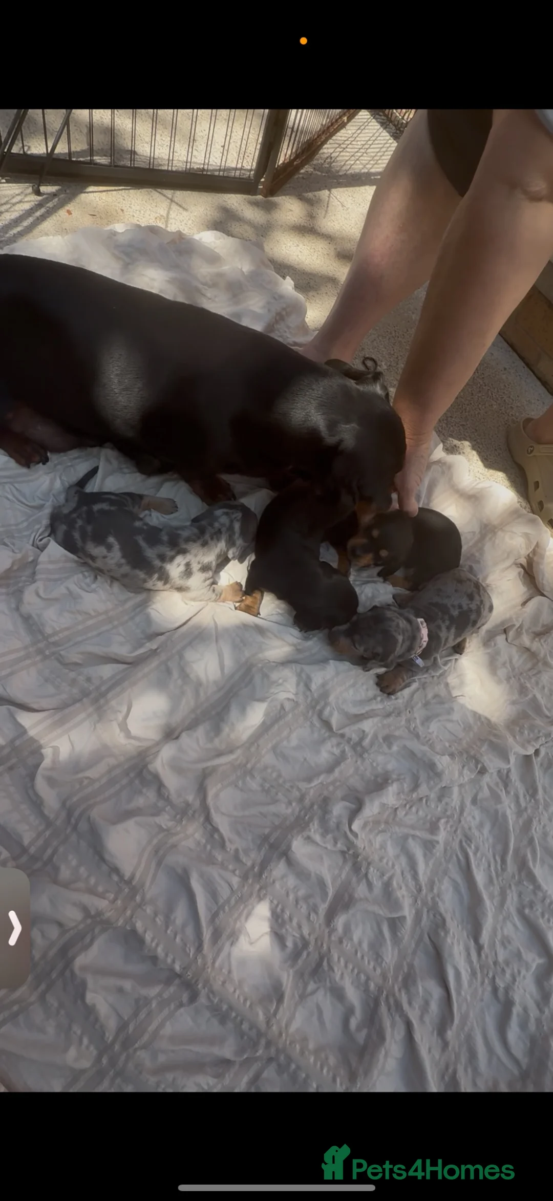 Dachshund dogs for sale: 3 Beautiful Dachshunds in Leeds - Advert 5
