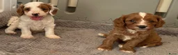 Cavapoo dogs for sale: 🐩🐶🐾FULLY HEALTH CLEAR F1 CAVAPOO🐾🐶🐩  - Advert 13