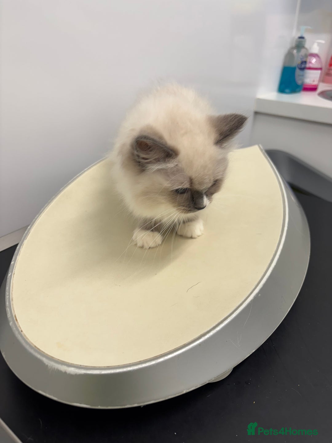 Ragdoll cats for sale: Stunning seal colourpoint boy gccf registered  - Advert 17